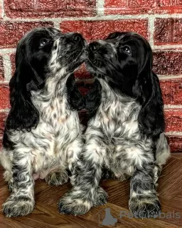 Photo №1. english cocker spaniel - for sale in the city of Москва | negotiated | Announcement № 17852