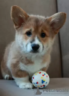 Additional photos: Welsh Corgi Pembroke puppies from titled parents