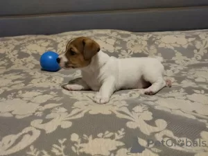 Photo №4. I will sell jack russell terrier in the city of Minsk. breeder - price - 800$