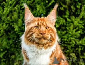 Photo №1. maine coon - for sale in the city of Carolina Beach | 700$ | Announcement № 80350