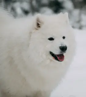 Photo №2. Mating service samoyed dog. Price - 300$