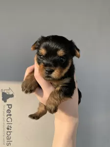 Additional photos: Yorkshire terrier puppies