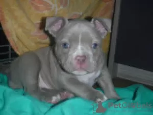 Additional photos: AMERICAN BULLY POCKET