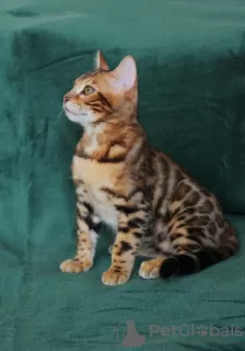 Photo №2 to announcement № 40304 for the sale of bengal cat - buy in Ukraine from nursery, breeder