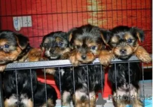 Photo №1. yorkshire terrier - for sale in the city of Ориматтила | Is free | Announcement № 128369