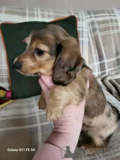 Additional photos: long-haired miniature dachshund