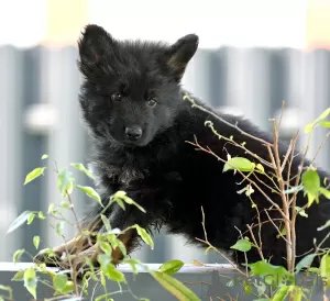 Additional photos: german shepherd puppies