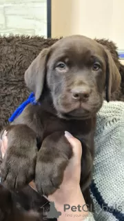 Photo №3. Club puppies of Chocolate Labrador. Ukraine