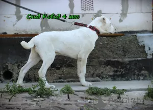 Additional photos: Central Asian Shepherd Puppy