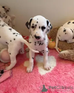 Photo №1. dalmatian dog - for sale in the city of Nitra | 312$ | Announcement № 29005