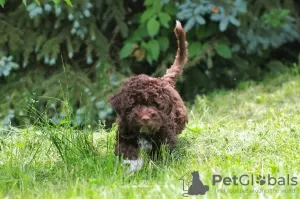 Additional photos: Lagotto Romagnolo puppies