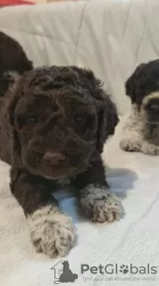 Additional photos: Lagotto Romagnolo puppies