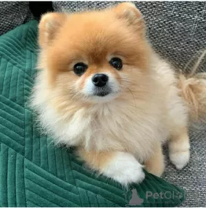 Photo №2 to announcement № 93032 for the sale of pomeranian - buy in Finland private announcement