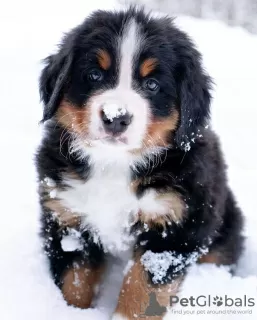 Photo №2 to announcement № 130508 for the sale of bernese mountain dog - buy in United States private announcement