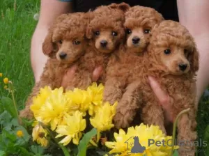 Photo №1. poodle (toy) - for sale in the city of White church | 700$ | Announcement № 10923