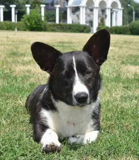 Additional photos: male welsh corgi cardigan