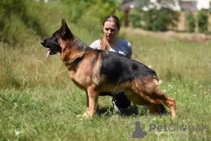 Additional photos: German shepherd puppies