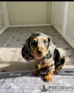 Photo №3. Beautiful dachshund puppies. Germany