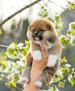 Additional photos: Akita inu puppies