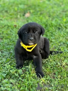 Additional photos: Labrador puppies (mixed breed)