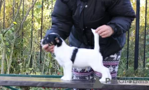 Photo №3. Jack Russell Terrier puppy. Russian Federation