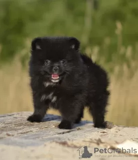 Photo №1. pomeranian - for sale in the city of Vitebsk | 296$ | Announcement № 11390