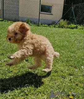 Additional photos: Toy poodle