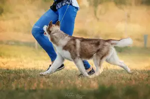 Photo №3. Siberian husky puppies, show promising. Ukraine