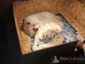 Additional photos: Samoyed puppies