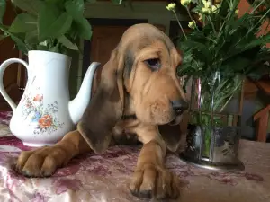 Photo №3. Two beautiful bloodhound girls for sale. Russian Federation