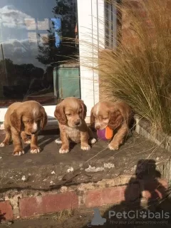 Photo №3. Beautiful Cocker Spaniel Puppies. United States