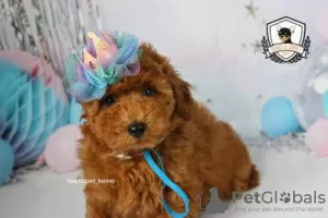 Photo №4. I will sell poodle (toy) in the city of Lisbon.  - price - negotiated