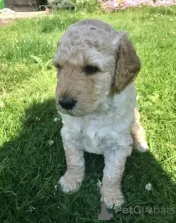 Photo №3. AJ Mini Golden Doodle Puppies Available Now!. United States