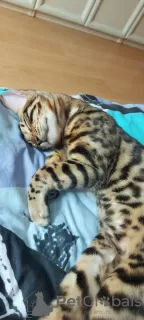 Photo №2 to announcement № 77880 for the sale of bengal cat - buy in Ukraine private announcement