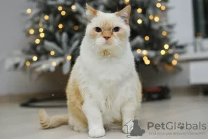 Additional photos: Tender white kitten Donut as a gift!