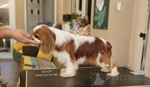 Additional photos: Cavalier King Charles Spaniel, male dogs for sale