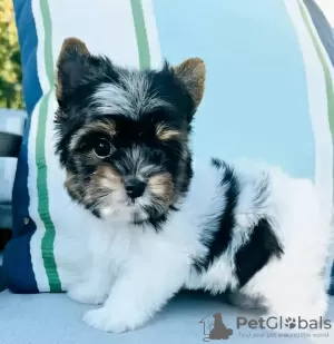 Photo №1. yorkshire terrier - for sale in the city of Florida | 400$ | Announcement № 127302