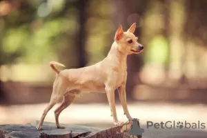 Photo №2 to announcement № 125930 for the sale of chihuahua - buy in United Kingdom private announcement, breeder