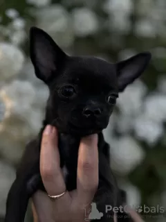 Additional photos: Chihuahua sand