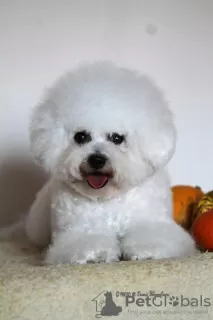 Additional photos: Bichon Frize puppies