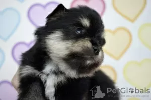 Additional photos: Pomeranian Spitz puppies