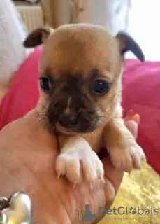 Photo №2 to announcement № 108849 for the sale of chihuahua - buy in Serbia 