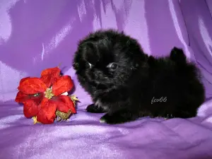 Additional photos: Pekingese Girls