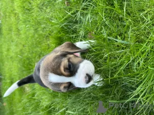 Additional photos: Elite Beagle puppies