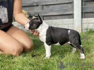 Additional photos: Miniature Bull Terrier