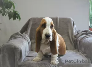 Photo №3. Basset hound. Russian Federation