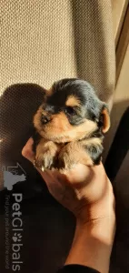 Photo №3. Yorkshire terrier puppies for sale.. Germany