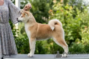 Photo №1. akita - for sale in the city of Minsk | negotiated | Announcement № 10264