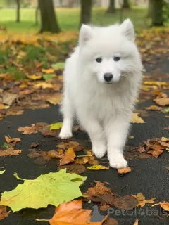 Photo №3. Amazing Samoyed Puppies. Lithuania