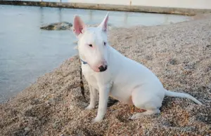 Photo №4. I will sell bull terrier in the city of Moscow. private announcement - price - 700$